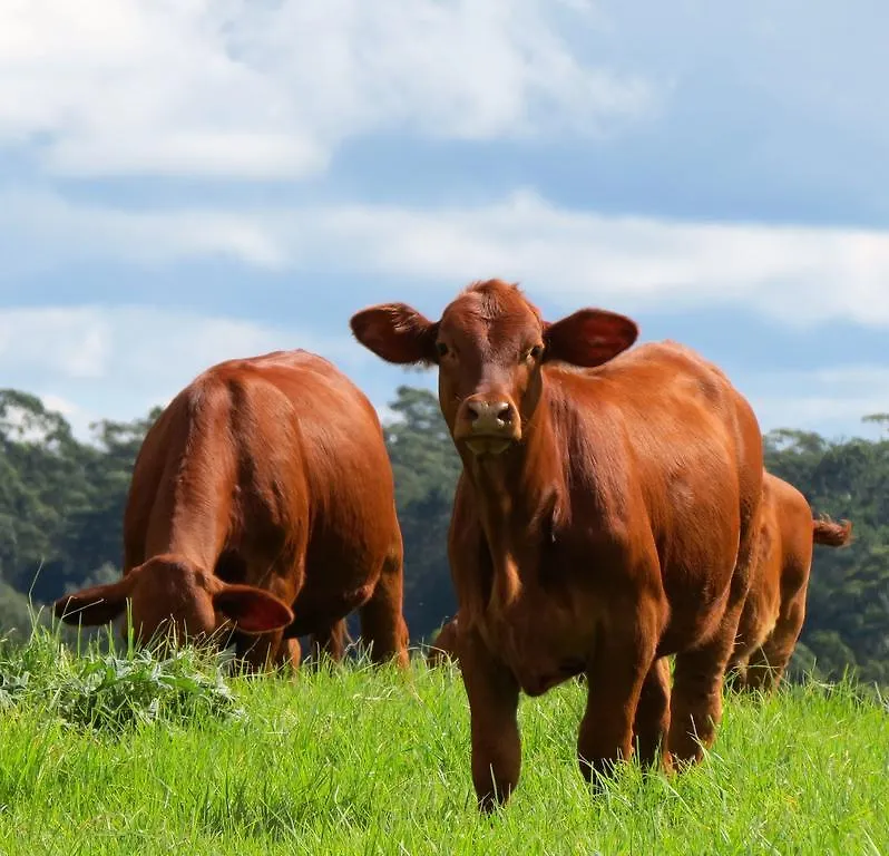 Maleny Springs Farm Guest House